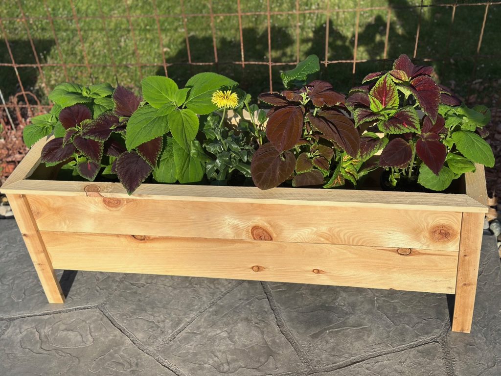 Cedar planter